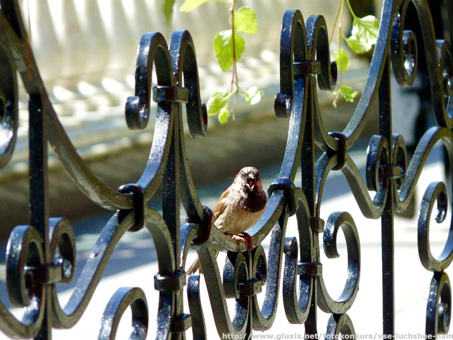 Автор: Ехидна.