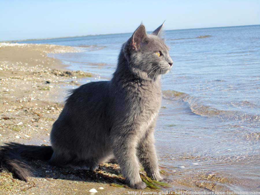 Автор: Евгения.