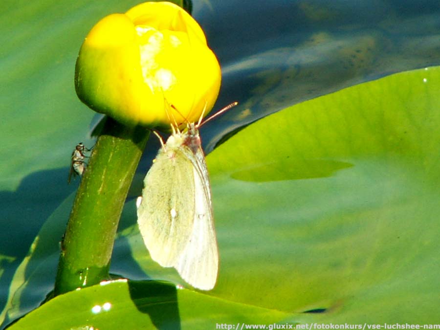 Автор: Михаил.