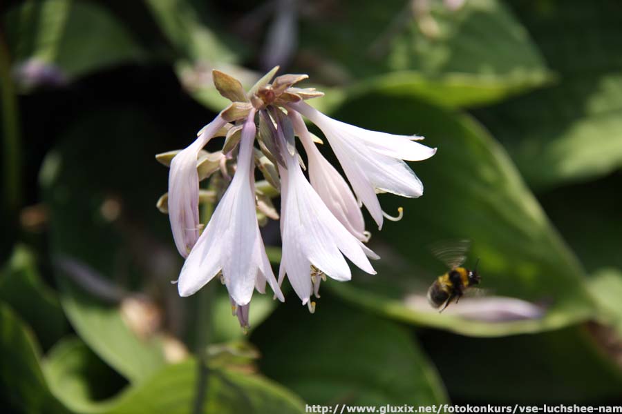 Автор: Роман.