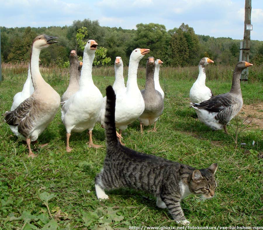 Автор: Вика-Вета.