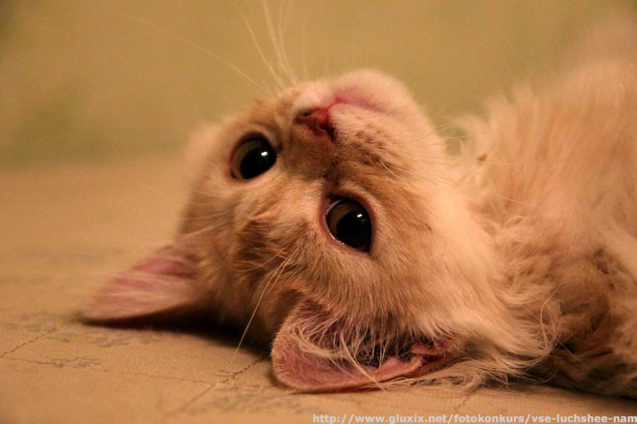 Автор: Ярослав.