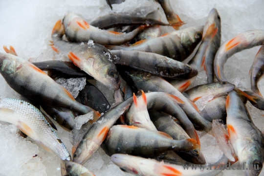 Рыбалка удалась на славу.